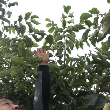 核桃苗二年苗50~100cm