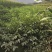 核桃苗二年苗50~100cm