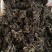 吴茱萸中花统两年苗子1.5厘米左右，可当年结果