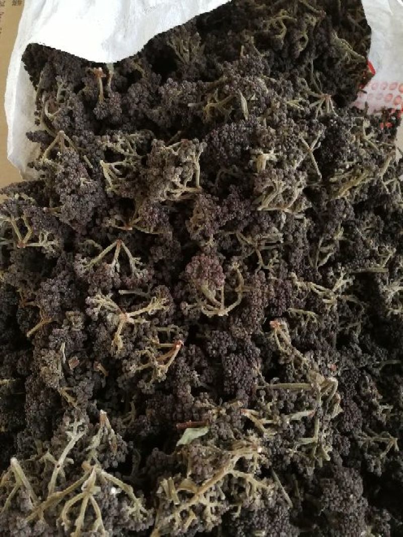 吴茱萸中花统两年苗子1.5厘米左右，可当年结果