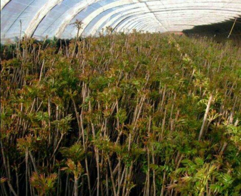 红油香椿苗基地大棚香椿树苗批发矮化香椿树苗