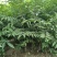红油香椿苗基地大棚香椿树苗批发矮化香椿树苗