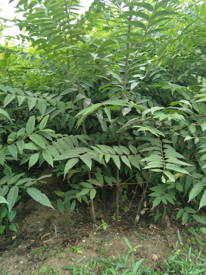 红油香椿苗基地大棚香椿树苗批发矮化香椿树苗