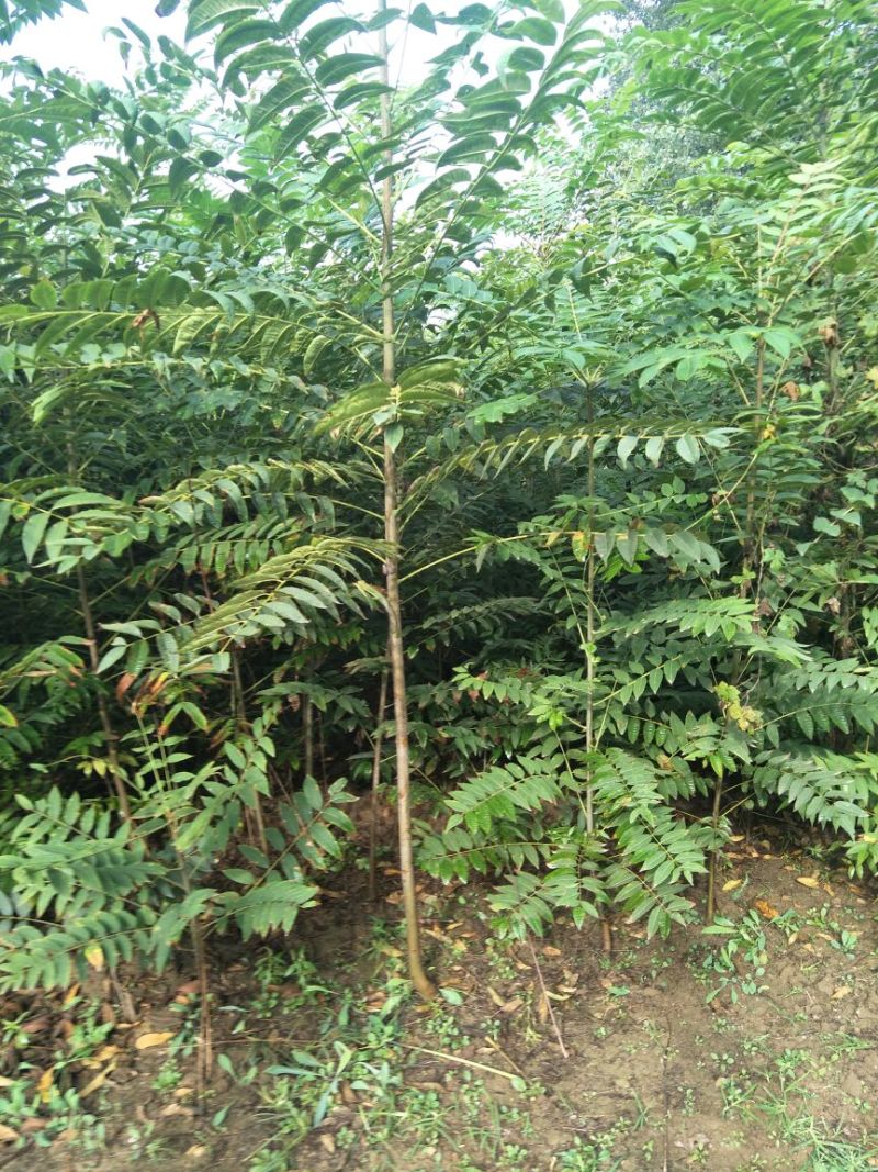 红油香椿苗基地大棚香椿树苗批发矮化香椿树苗