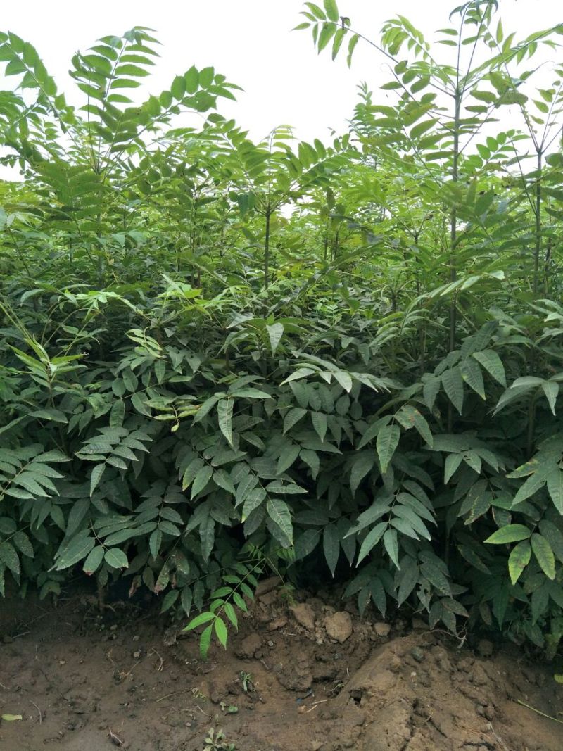 红油香椿苗基地大棚香椿树苗批发矮化香椿树苗