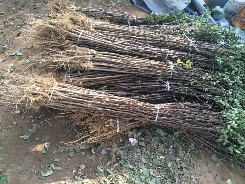 花椒苗品种大红袍花椒苗基地狮子头花椒苗批发