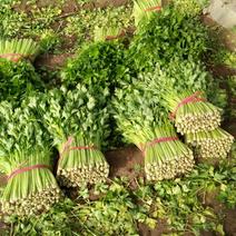 美国文图拉芹菜55cm以上，货源充足，各种包装都有
