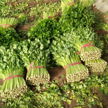 美国文图拉芹菜55cm以上，货源充足，各种包装都有