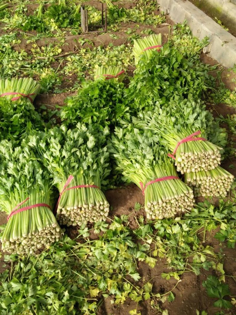 美国文图拉芹菜55cm以上，货源充足，各种包装都有