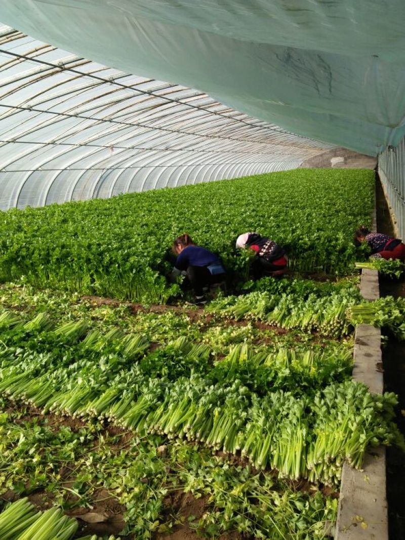 美国文图拉芹菜55cm以上，货源充足，各种包装都有
