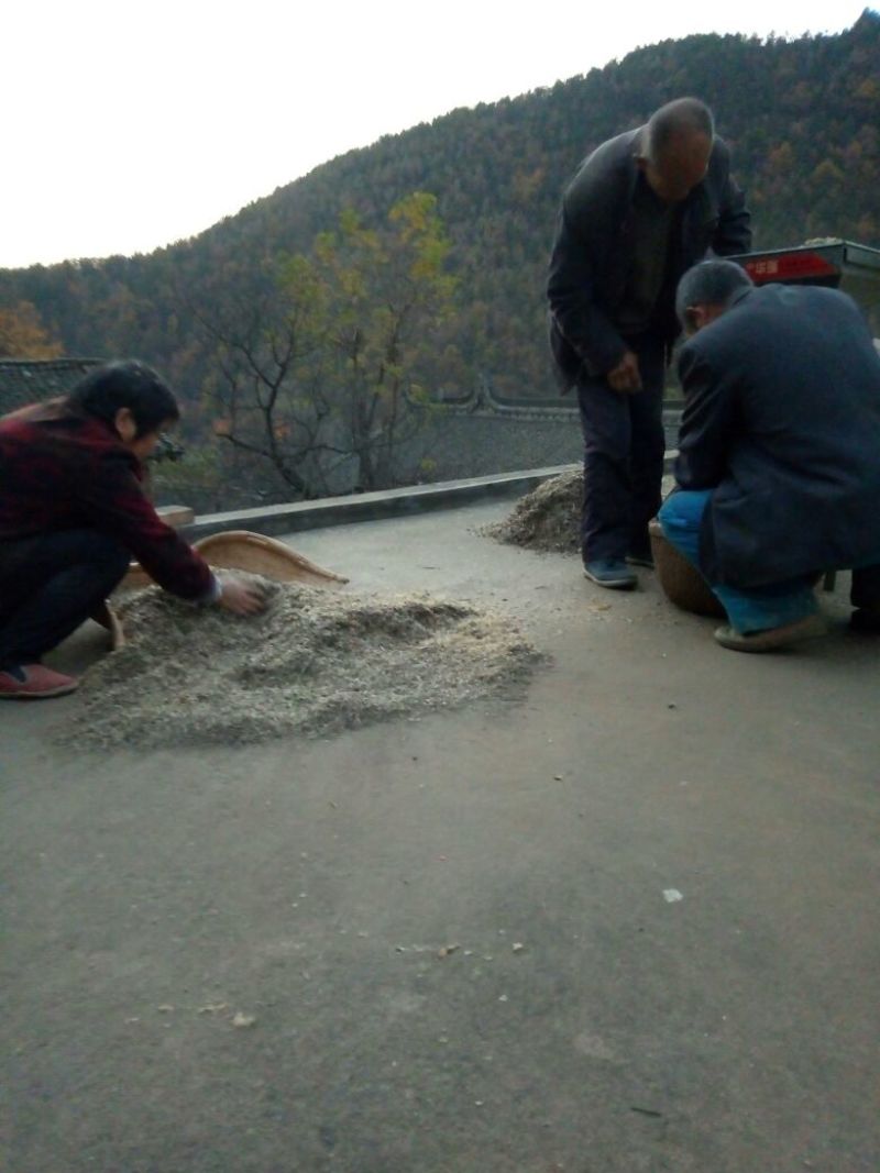 白术种子苍术种子