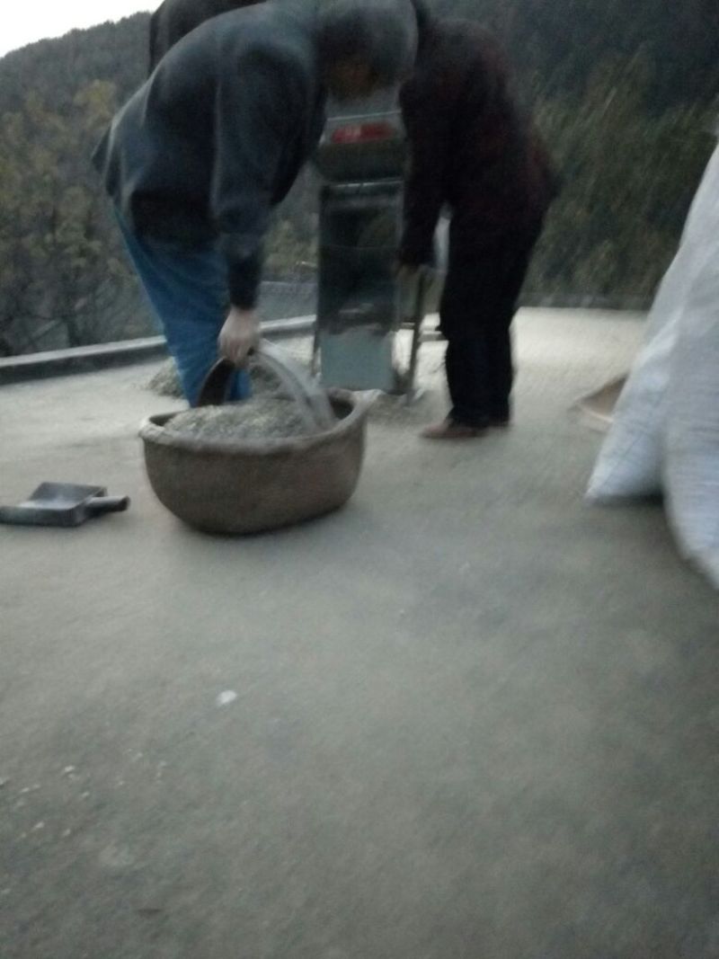 白术种子苍术种子