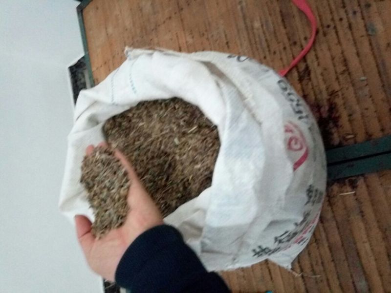 白术种子苍术种子
