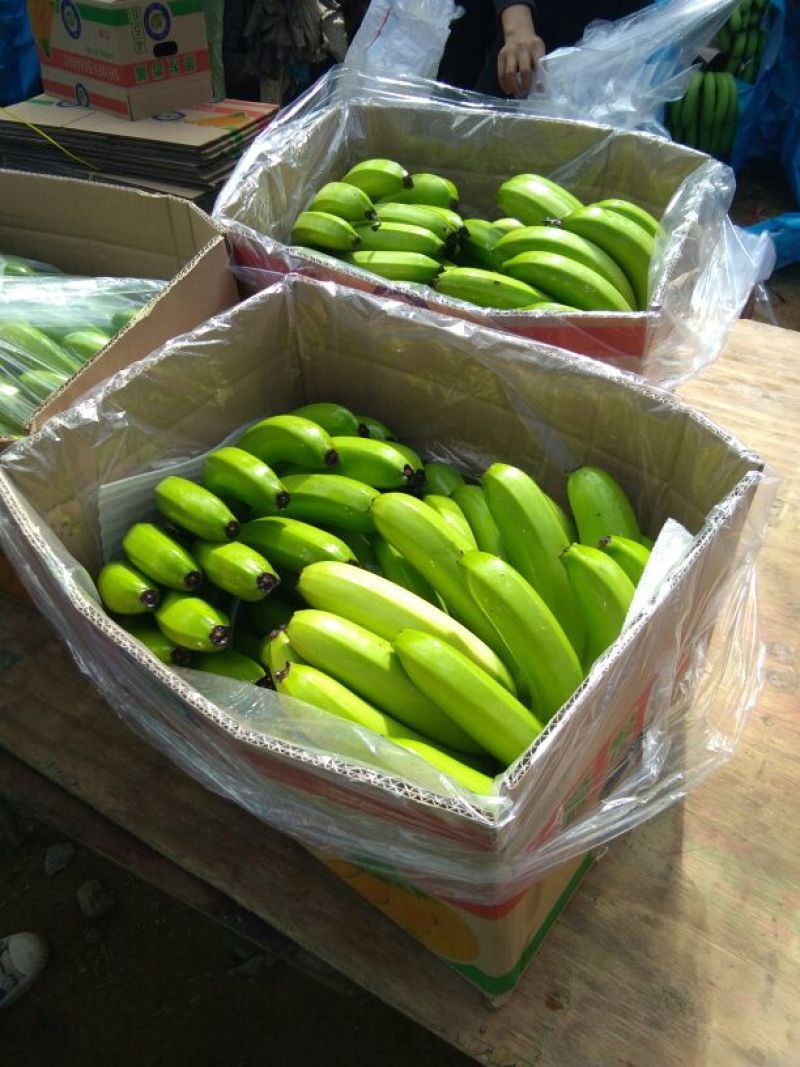 精品河口香蕉云南香蕉七成熟大量供应可视频看货全国发