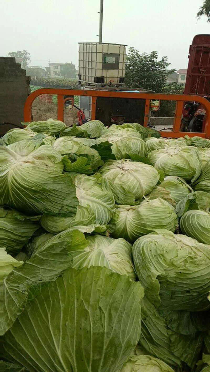 扁包菜1~2公斤通货