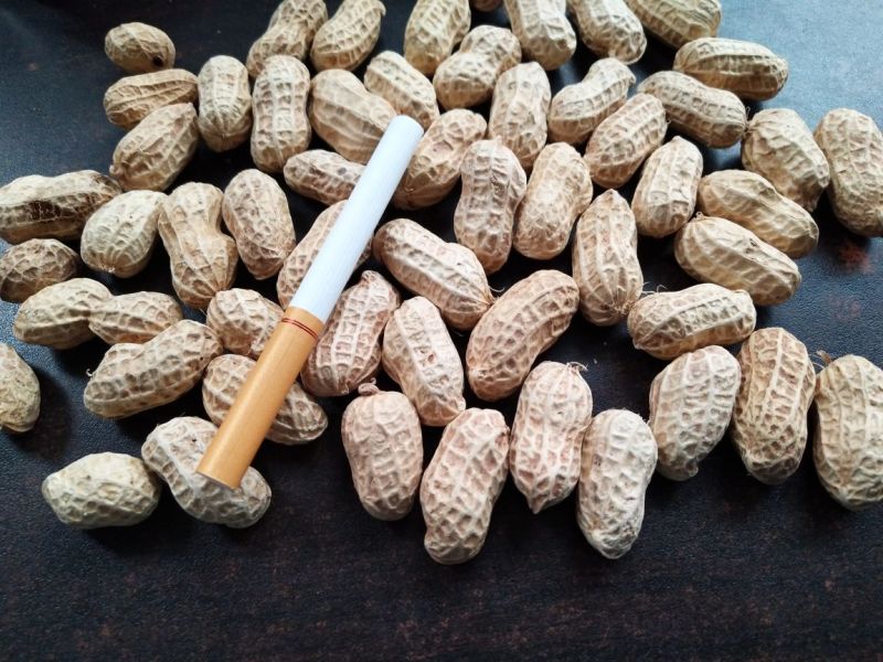 两粒红花生颜色鲜艳颗粒饱满