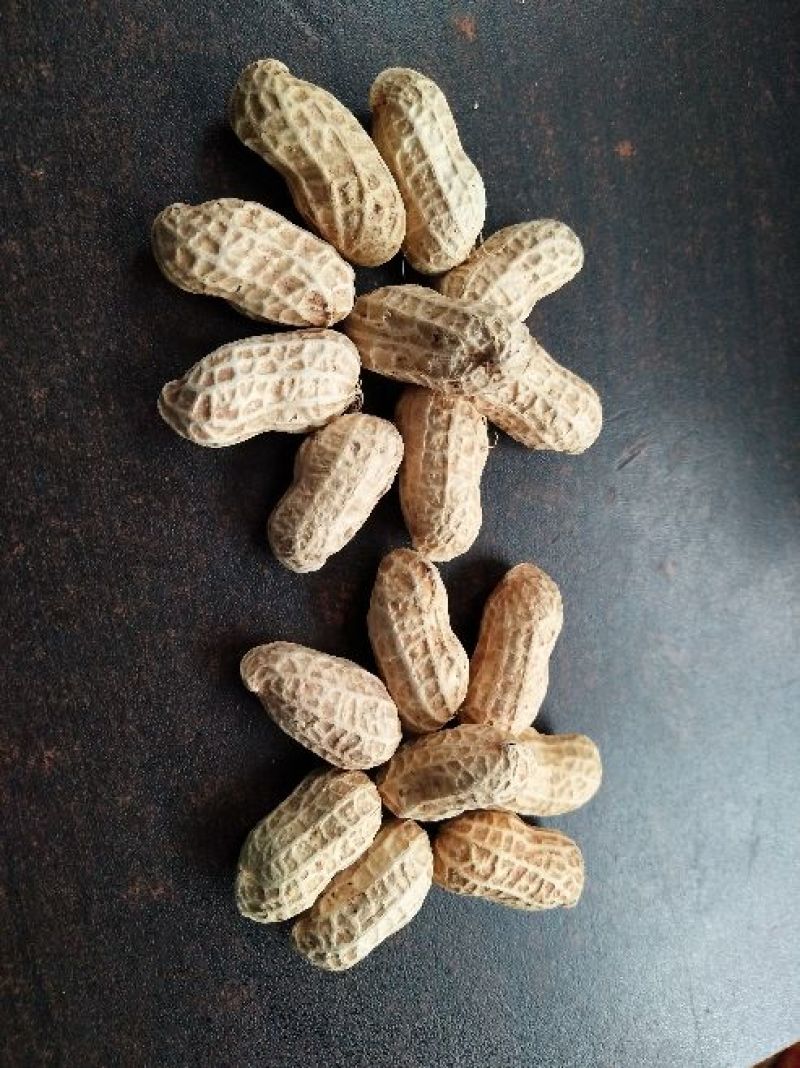 两粒红花生颜色鲜艳颗粒饱满