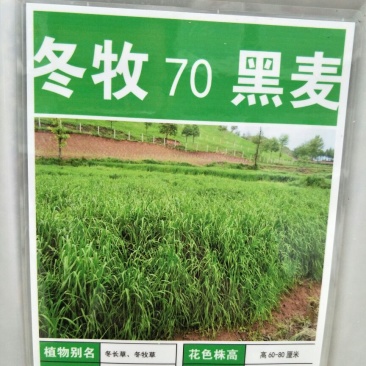 冬牧70黑麦草种发芽率85%以上，货源充足，品质保障