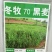 冬牧70黑麦草种发芽率85%以上，货源充足，品质保障