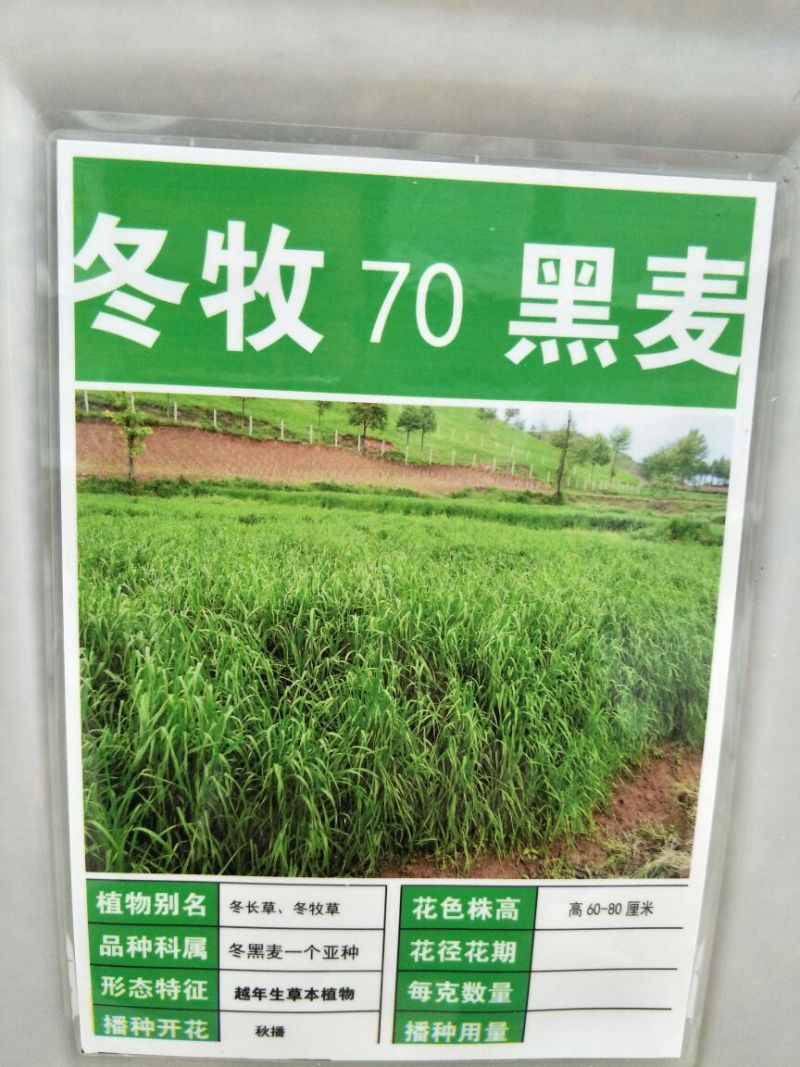 冬牧70黑麦草种发芽率85%以上，货源充足，品质保障