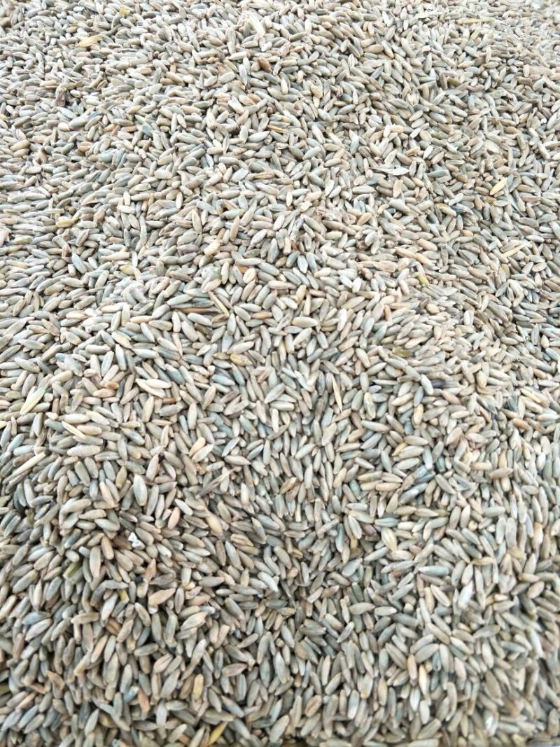 冬牧70黑麦草种发芽率85%以上，货源充足，品质保障