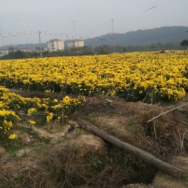 金丝皇菊茶一级