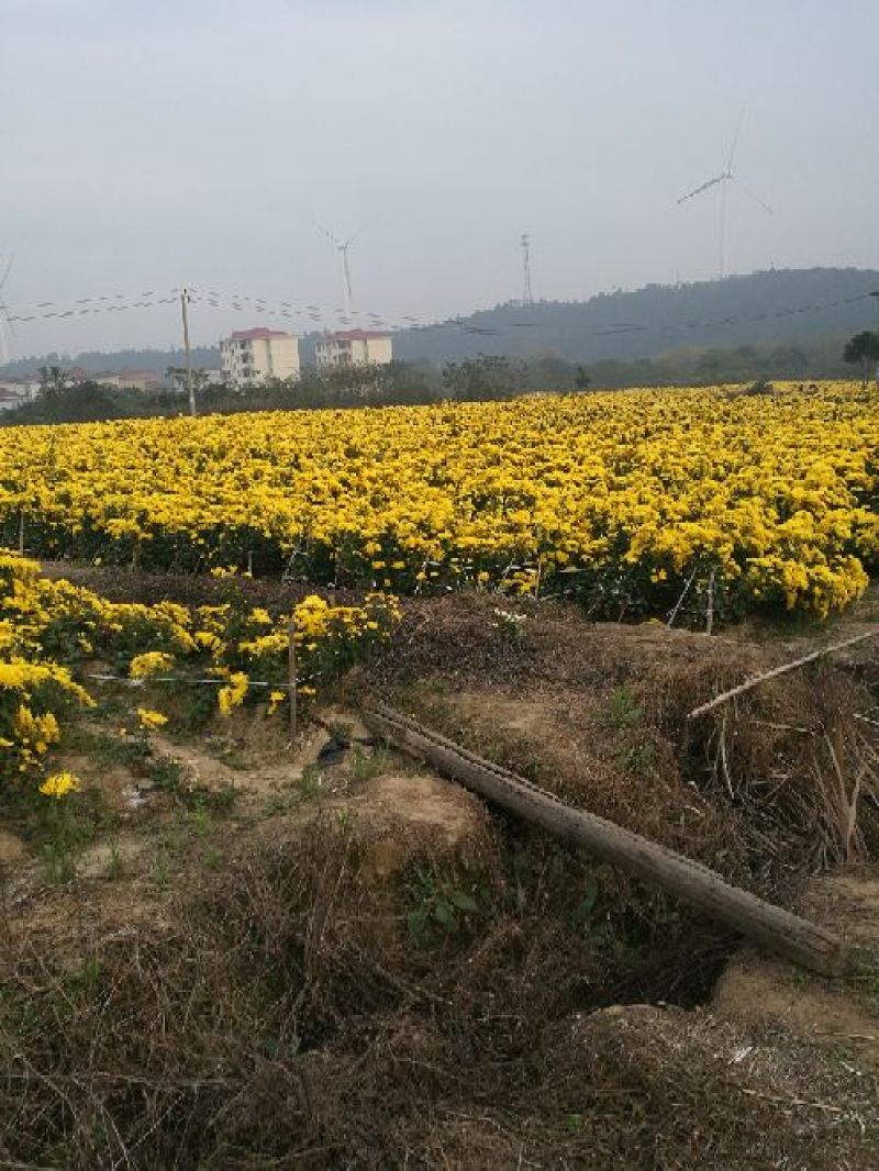 金丝皇菊茶一级