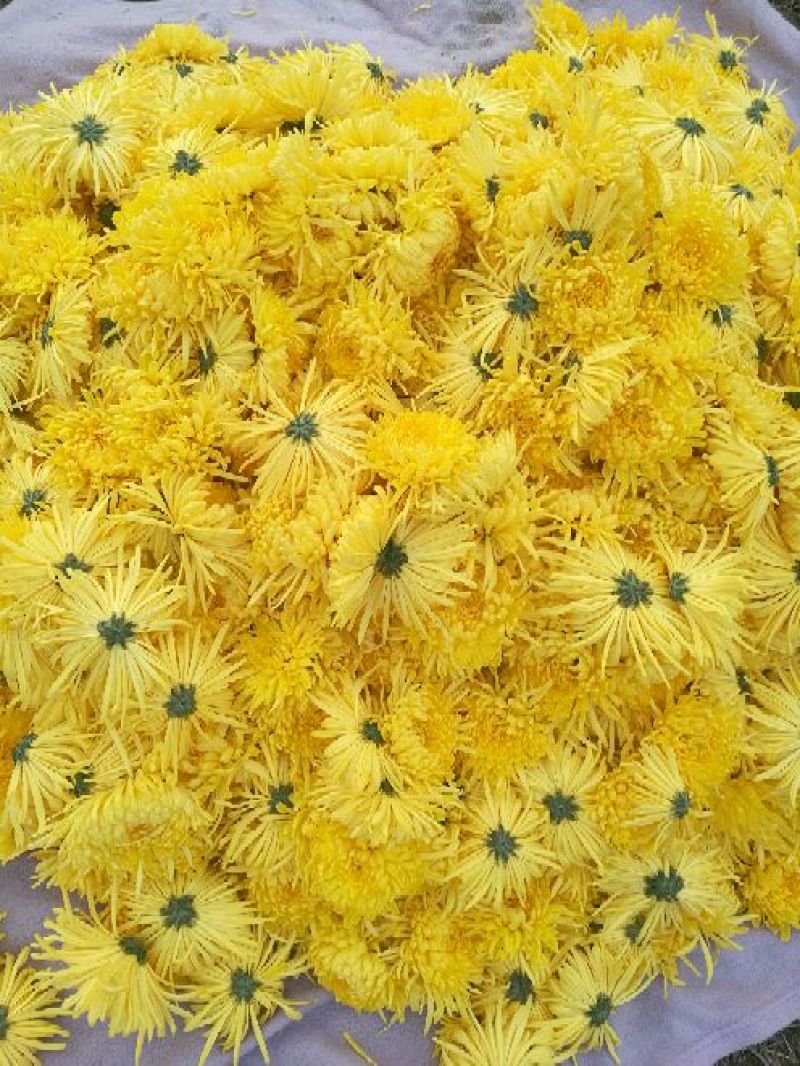 金丝皇菊茶一级
