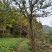 梨树2~4cm0.5~1米