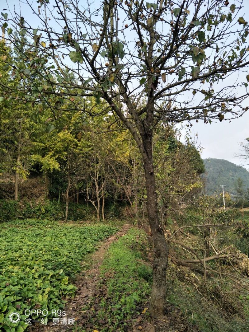 梨树2~4cm0.5~1米