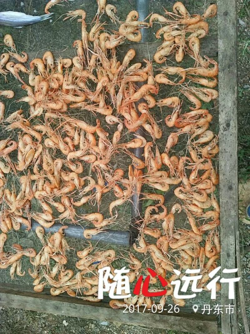 虾皮一级