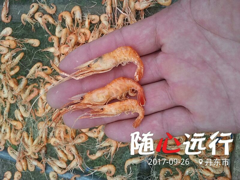 虾皮一级