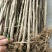 花椒苗0.5~1年