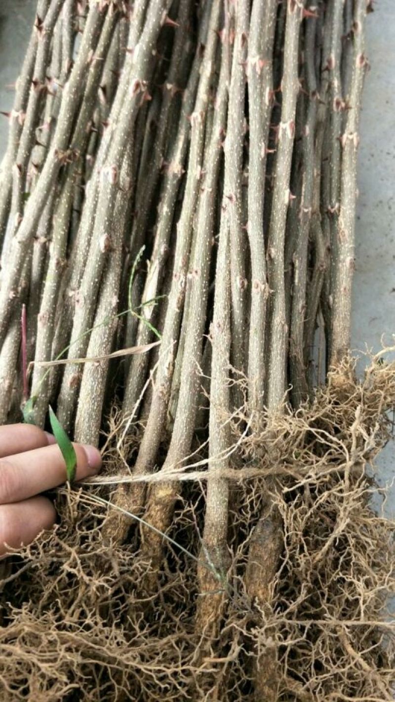 花椒苗0.5~1年