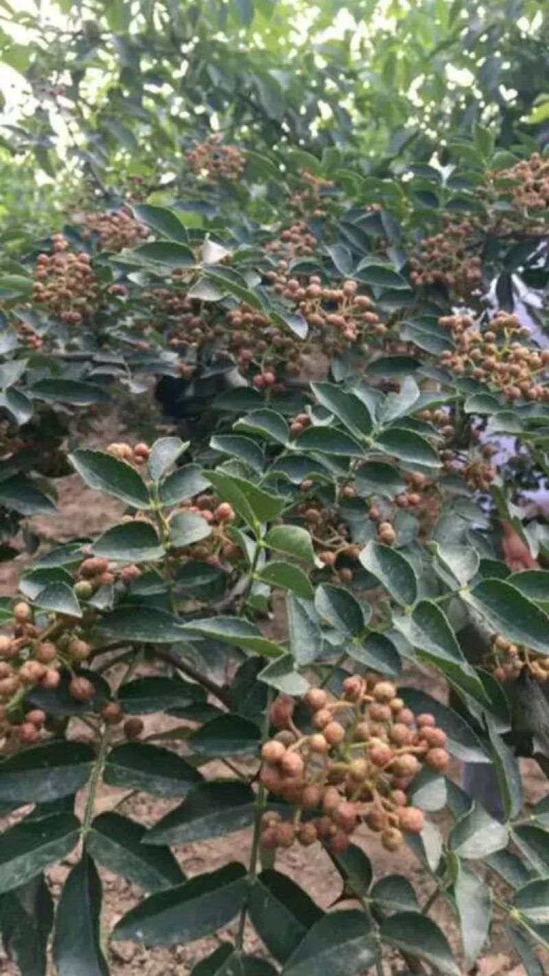 花椒苗0.5~1年