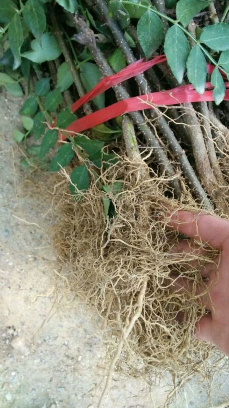 花椒苗0.5~1年