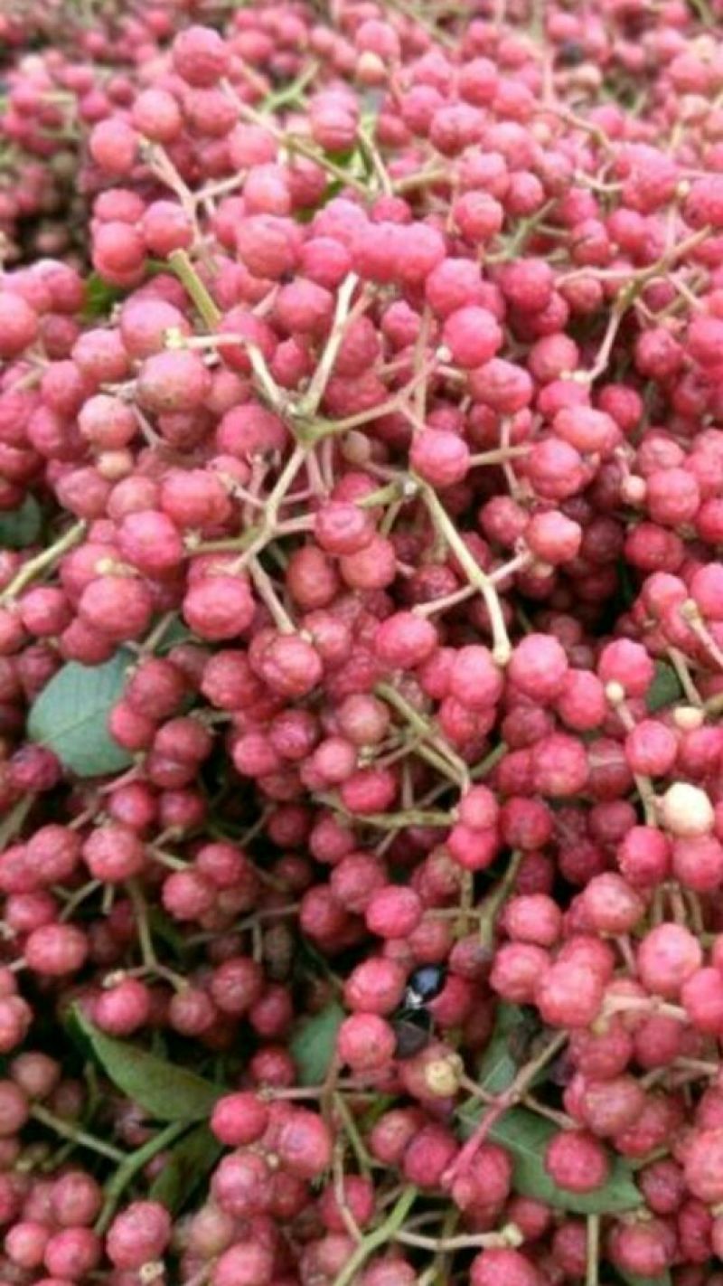 花椒苗0.5~1年