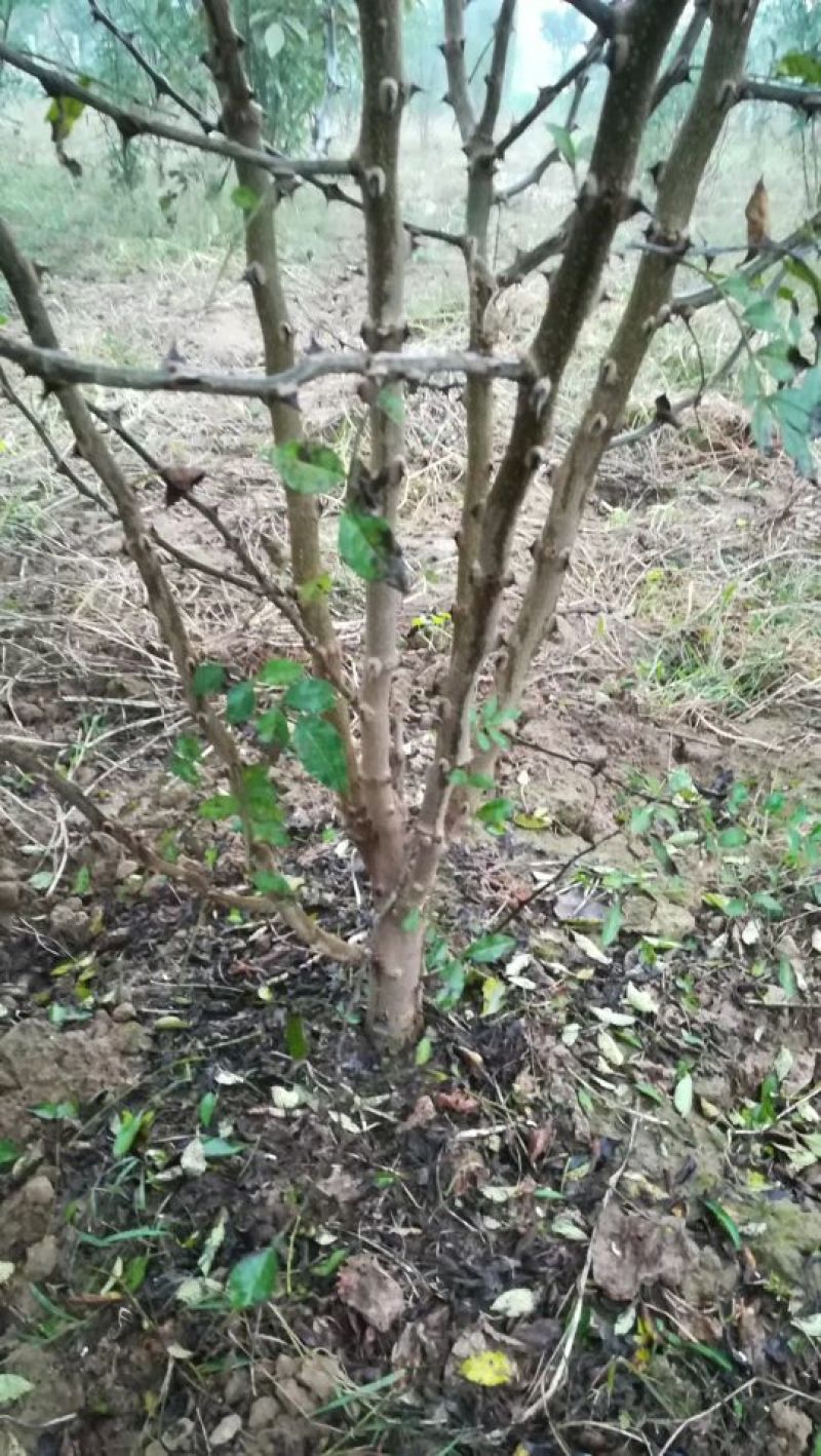 大红袍花椒苗无刺花椒苗狮子头花椒苗