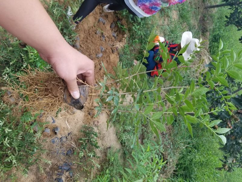 大红袍花椒苗无刺花椒苗狮子头花椒苗