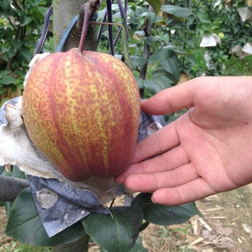 红香酥梨树苗80cm以上0.8~3cm