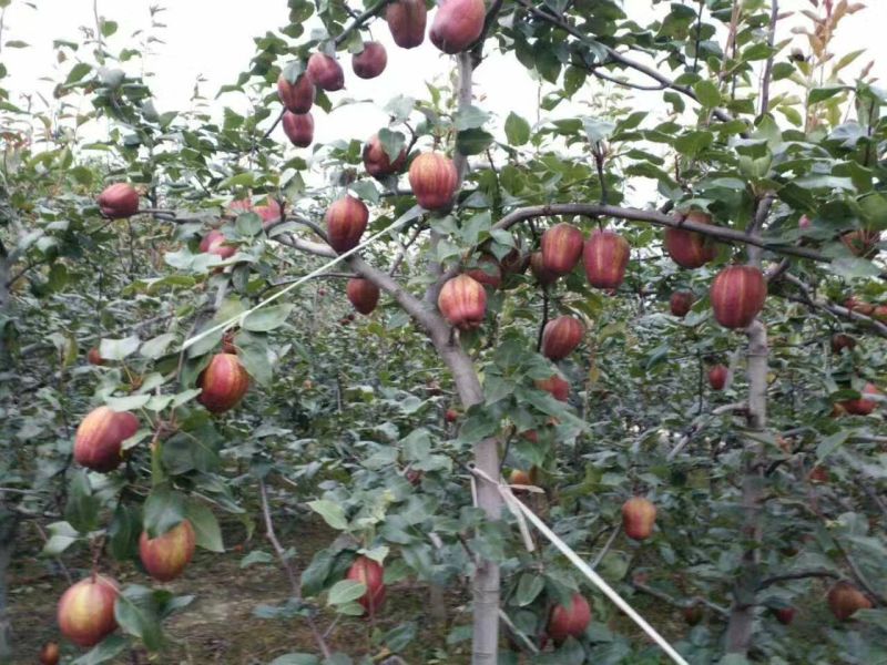 红香酥梨树苗80cm以上0.8~3cm