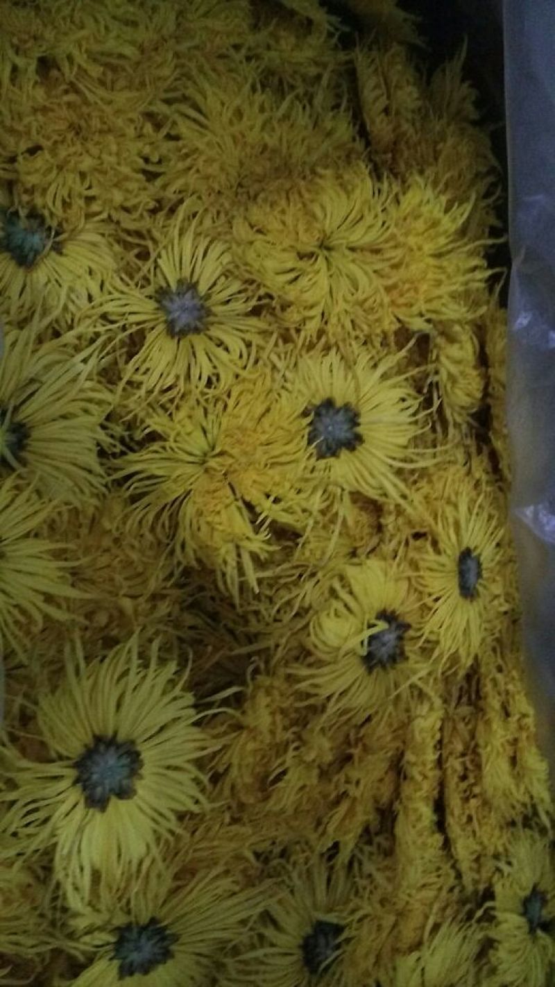 菊花茶一级