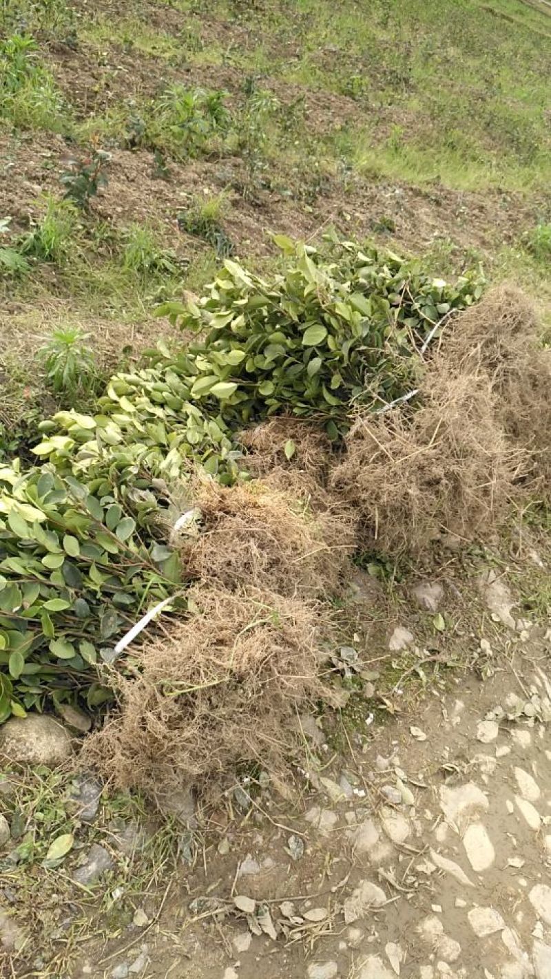 油茶苗裸根油茶苗，二年生，三年生，四年生，分枝多，