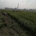 油茶苗裸根油茶苗，二年生，三年生，四年生，分枝多，