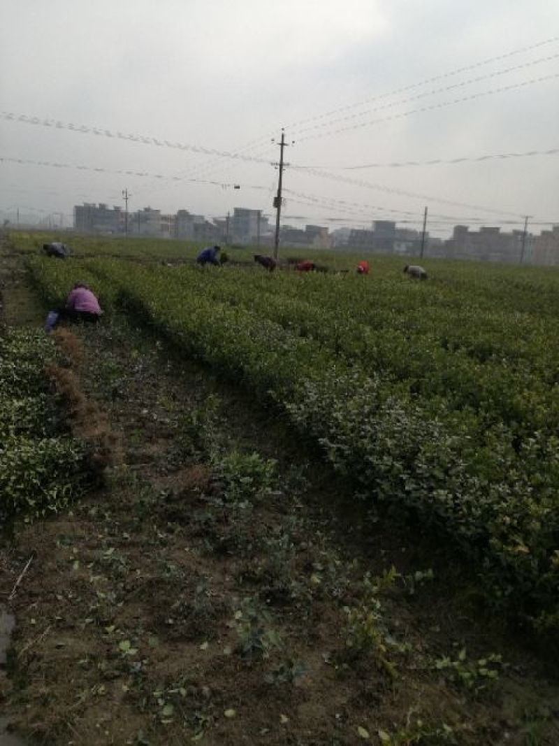 油茶苗裸根油茶苗，二年生，三年生，四年生，分枝多，