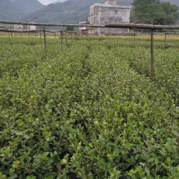 油茶苗裸根油茶苗，二年生，三年生，四年生，分枝多，