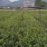 油茶苗裸根油茶苗，二年生，三年生，四年生，分枝多，