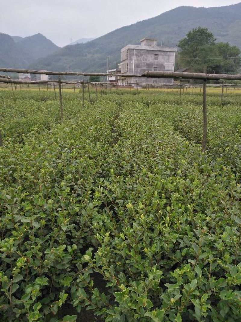 油茶苗裸根油茶苗，二年生，三年生，四年生，分枝多，