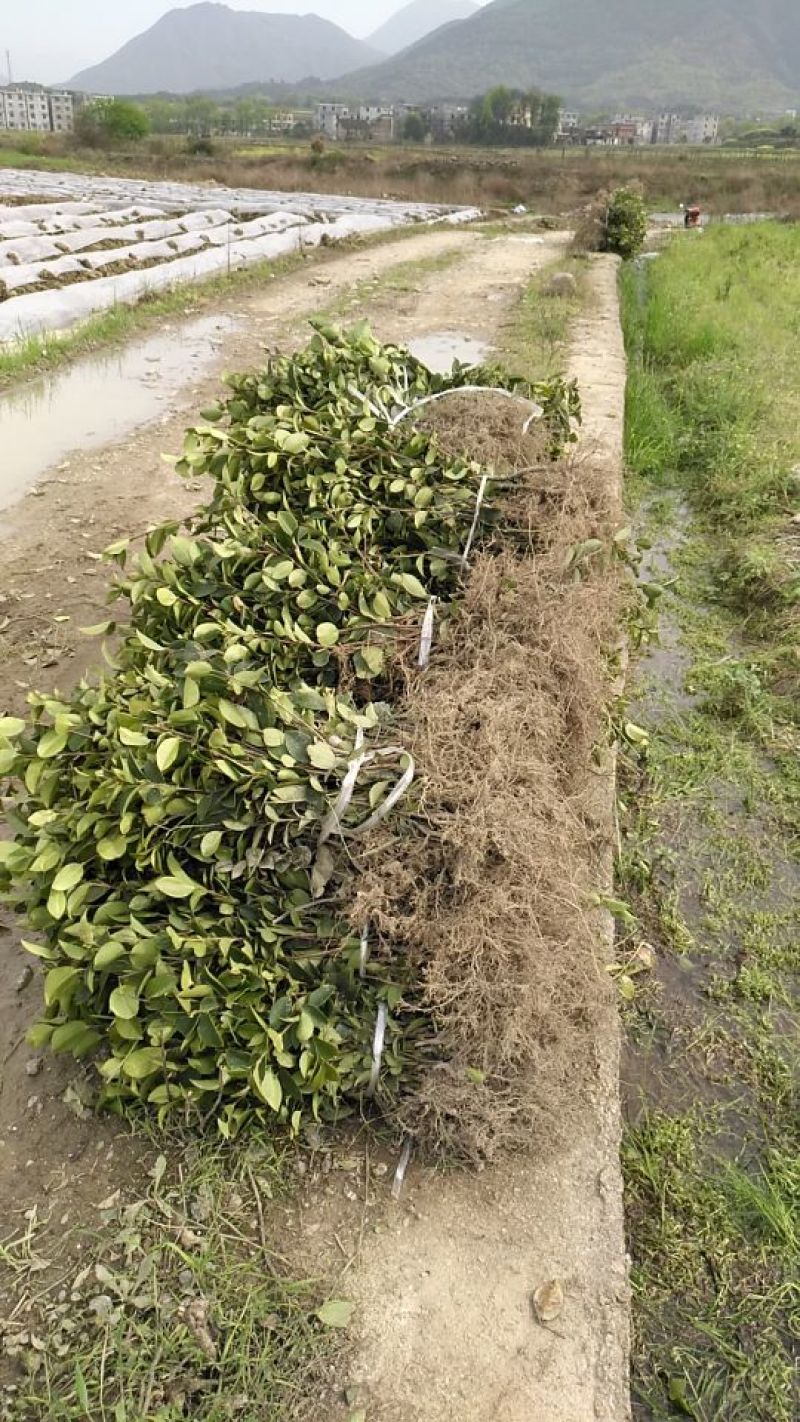 油茶苗裸根油茶苗，二年生，三年生，四年生，分枝多，