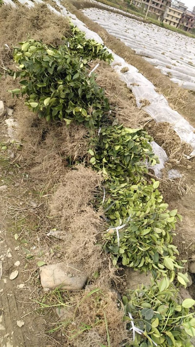 油茶苗裸根油茶苗，二年生，三年生，四年生，分枝多，
